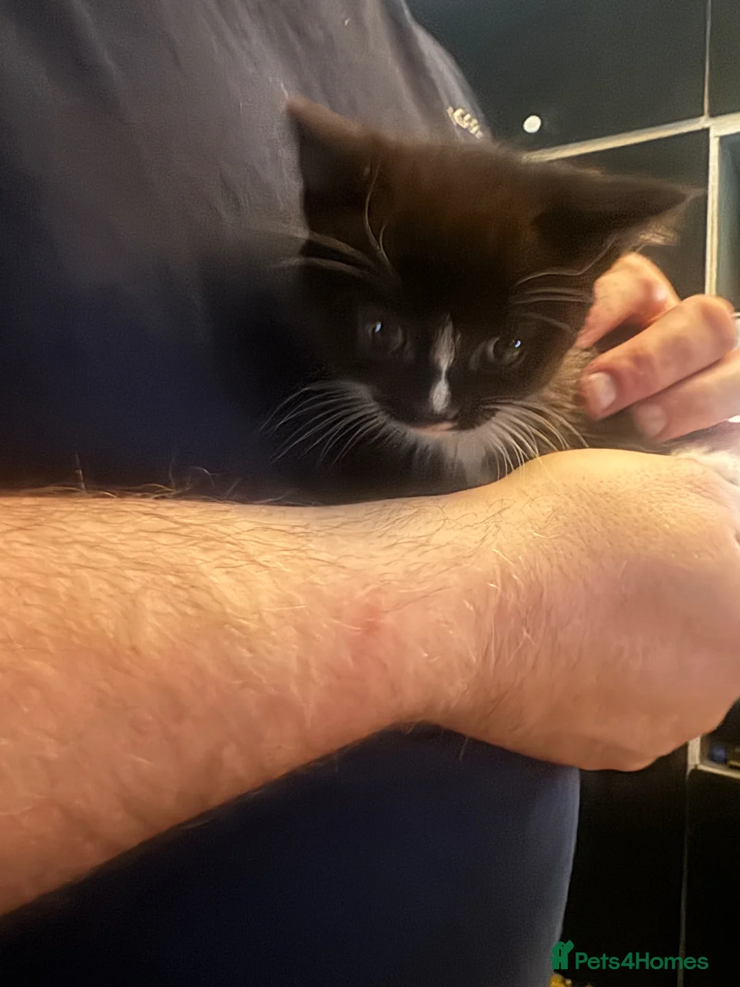 British Shorthair cats for sale: black and white kittens  - Advert 3