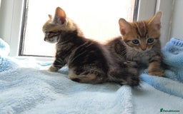 Mixed Breed cats for sale: Beautiful Male kittens VIDEOS - Image 24