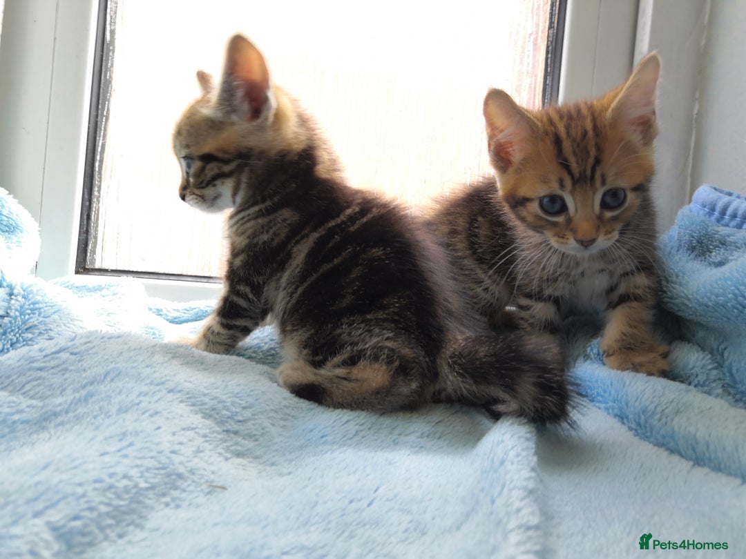 Mixed Breed cats for sale: Beautiful Male kittens VIDEOS - Image 24