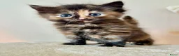 Turkish Angora cats for sale: Gorgeous Fluffy Kittens - Advert 1
