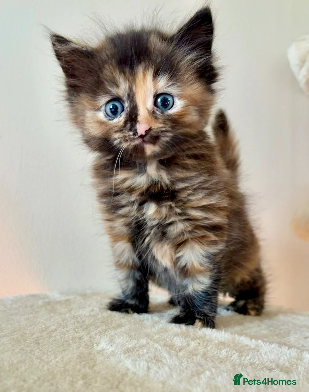 Turkish Angora cats for sale: Gorgeous Fluffy Kittens - Advert 1