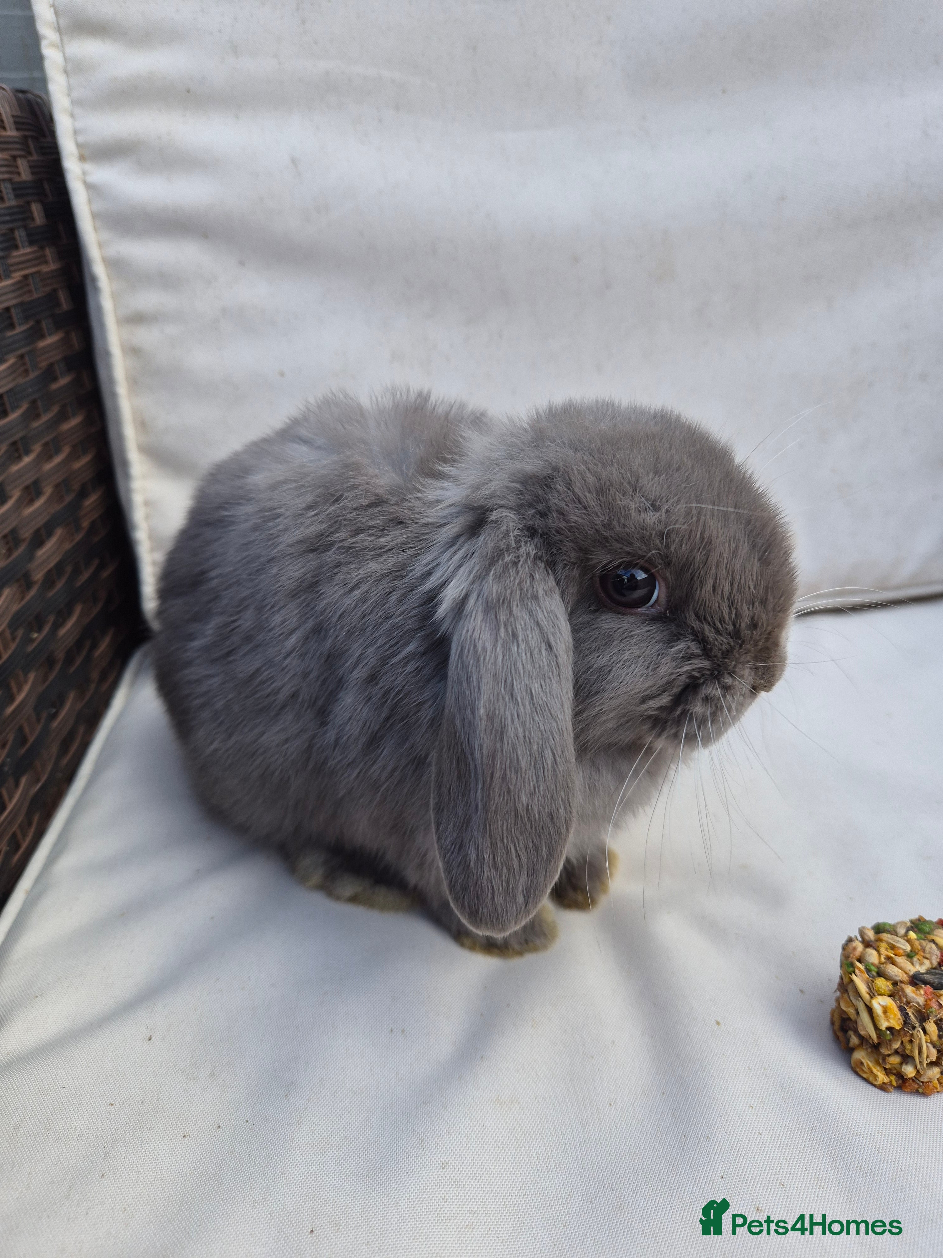 Mini Lop rabbits  Baby Mini Lop Rabbits-Ready for Their New Homes  - Advert 3