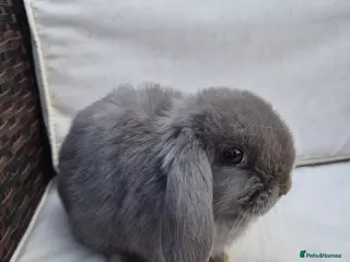 Mini Lop rabbits Baby Mini Lop Rabbits-Ready for Their New Homes - Advert 9