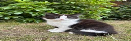 British Longhair cats for sale: Last adorable kitten ready to go - Advert 3