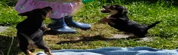 Jack Russell dogs for sale: Black and tan Puppies  - Advert 3