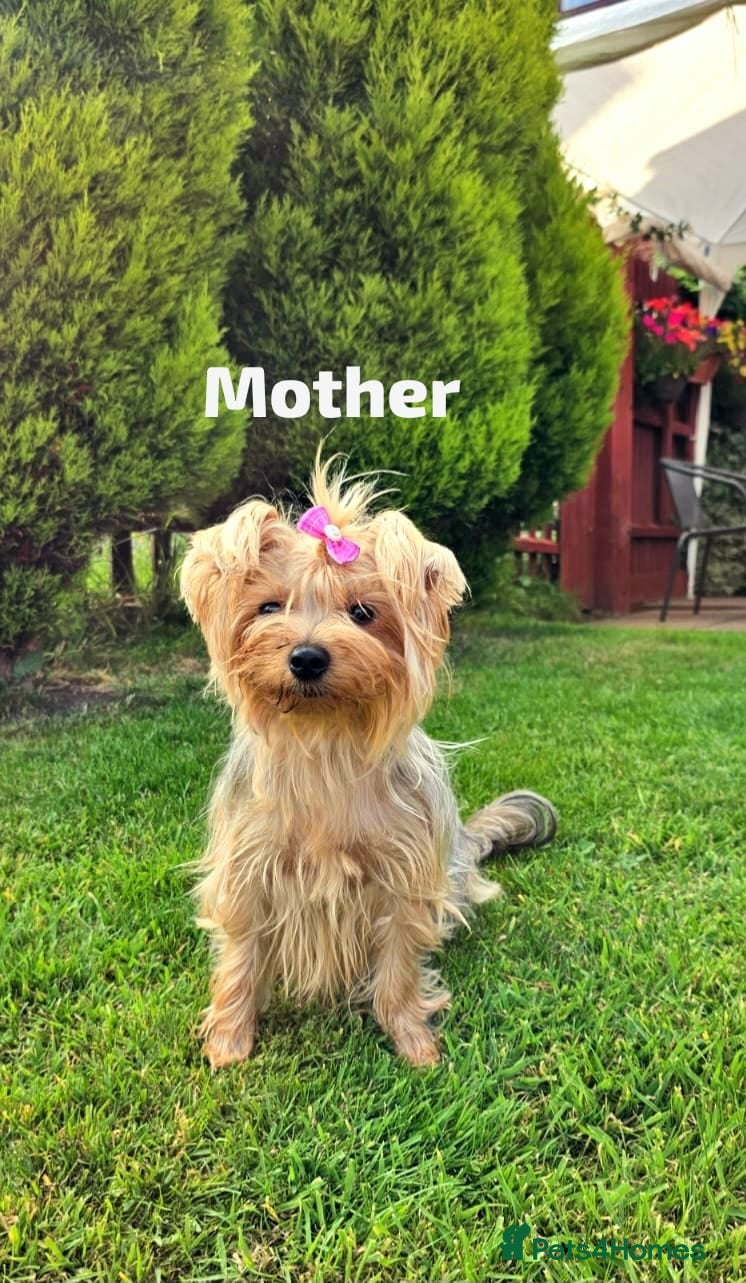 Yorkshire Terrier dogs 3 beautiful yorkie males - Advert 2