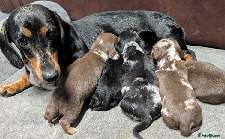 Miniature Dachshund dogs - Advert 1