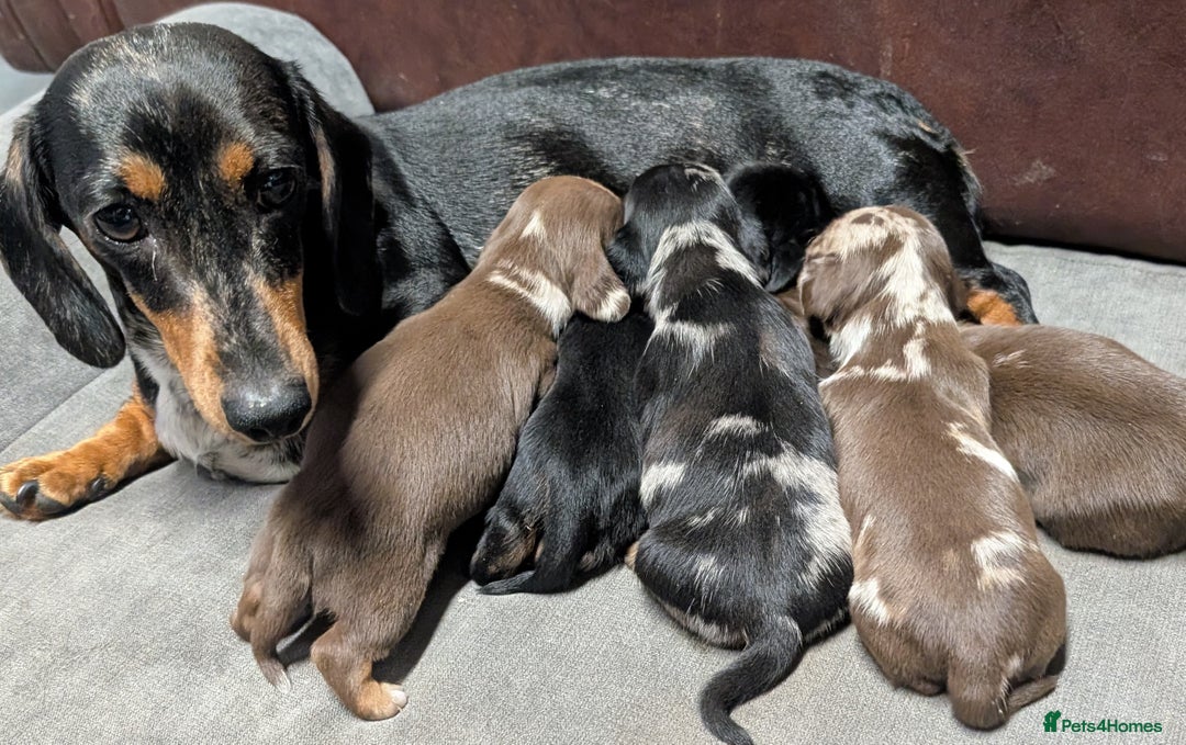 Miniature Dachshund dogs for sale: Quality KC/PRA clear Miniature Dachshund Puppies  - Image 4