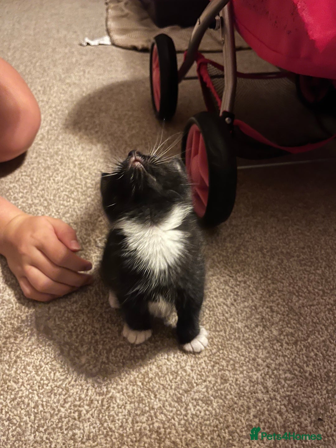 Mixed Breed cats for sale: Black and white Kittens - Image 10