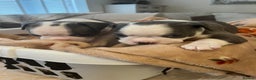 Boston Terrier dogs for sale: Stunning Bostons *1 BEAUTIFUL BOY REMAINING* - Advert 16