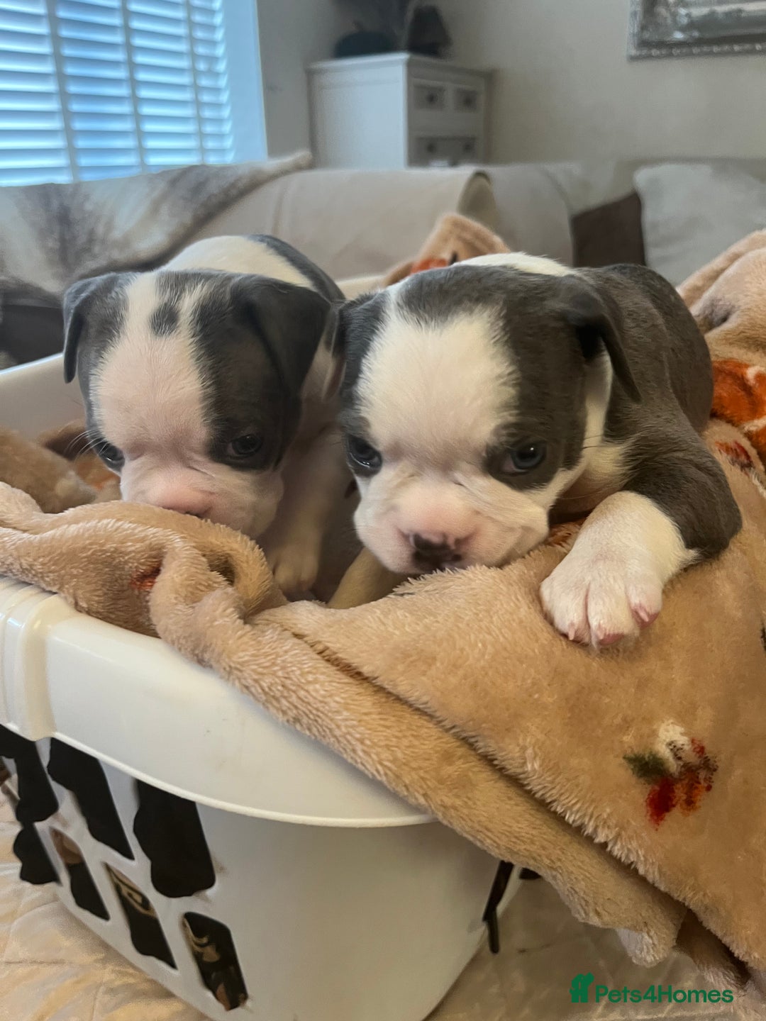 Boston Terrier dogs for sale: Stunning Bostons *1 BEAUTIFUL BOY REMAINING* - Advert 16