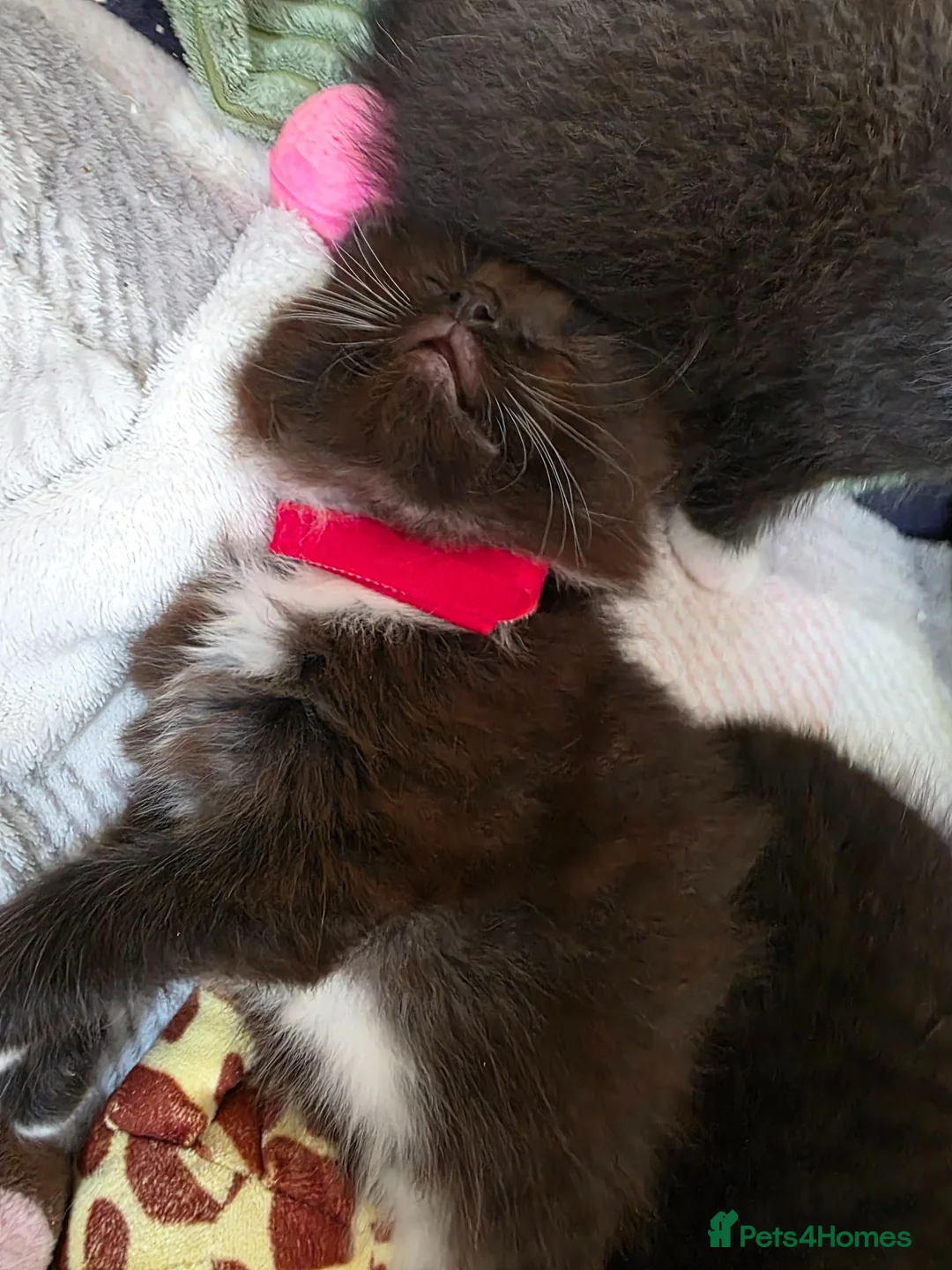 Mixed Breed cats for sale: 3 adorable kittens - Advert 2