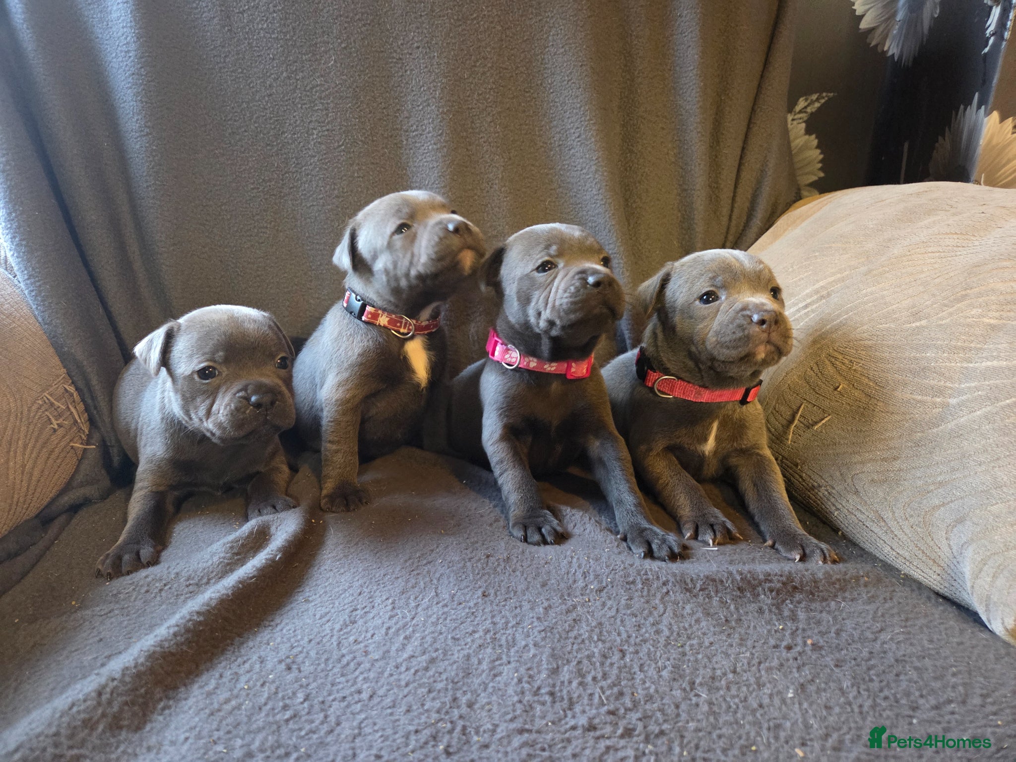 Staffordshire Bull Terrier dogs ROYAL REGIMENT KC REGISTERED PUPS 4 GIRLS LEFT - Advert 10