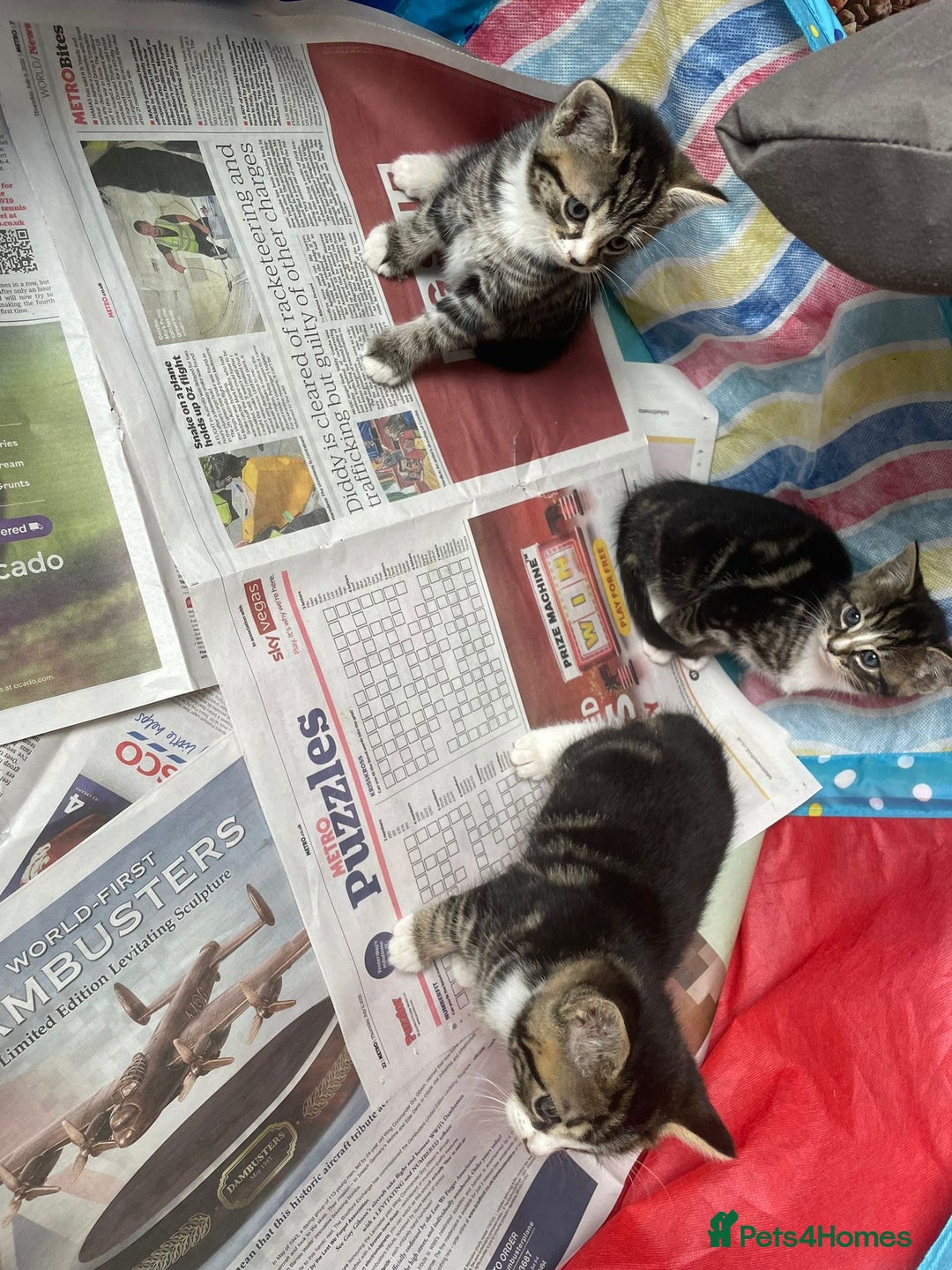 Mixed Breed cats for sale: Maine coon mixed breed - Image 2