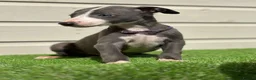 Whippet dogs for sale: Blue whippets  - Advert 13