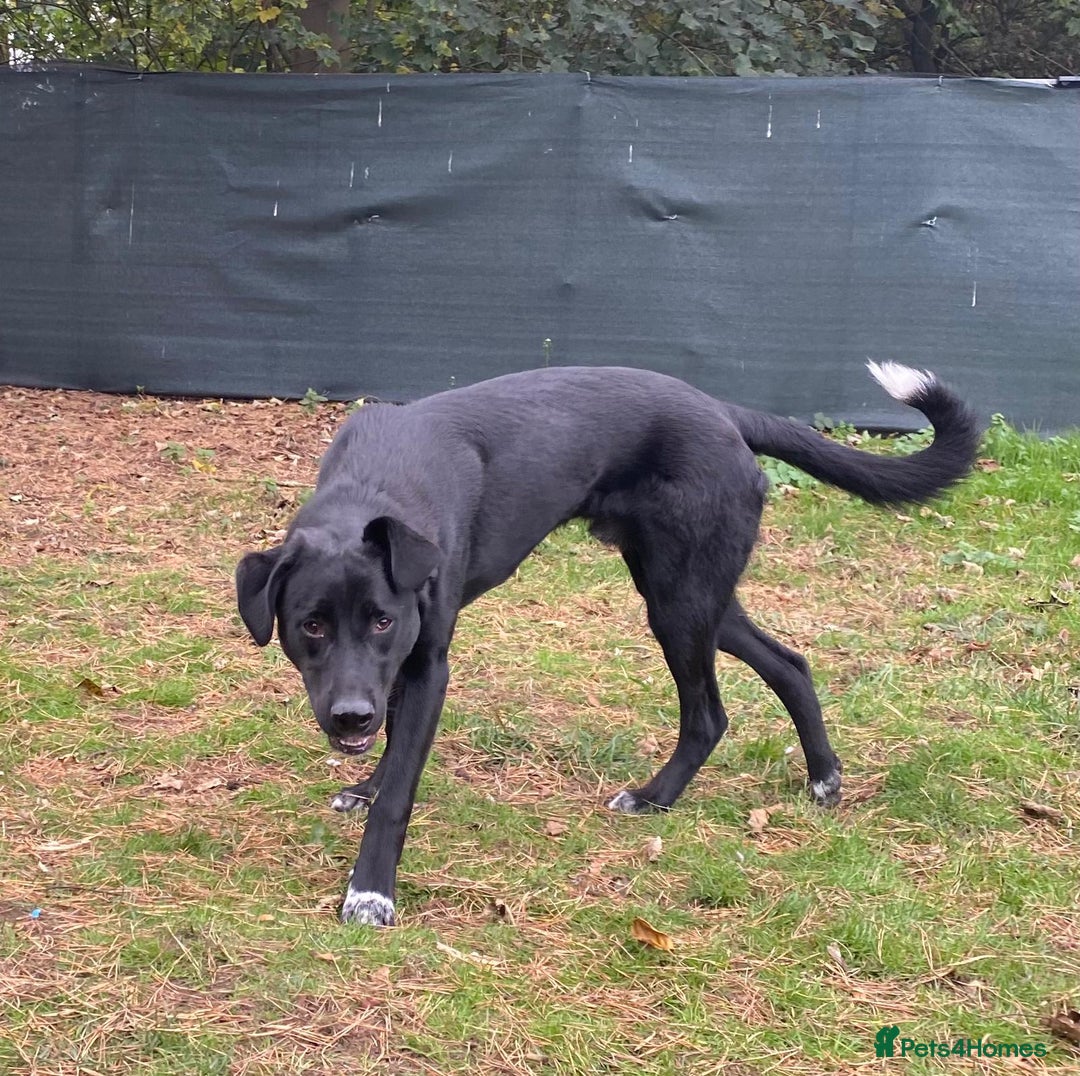 Mixed Breed dogs for adoption: Meet BLUE !  A Labrador-mix Boy for a Loving Home - Advert 35