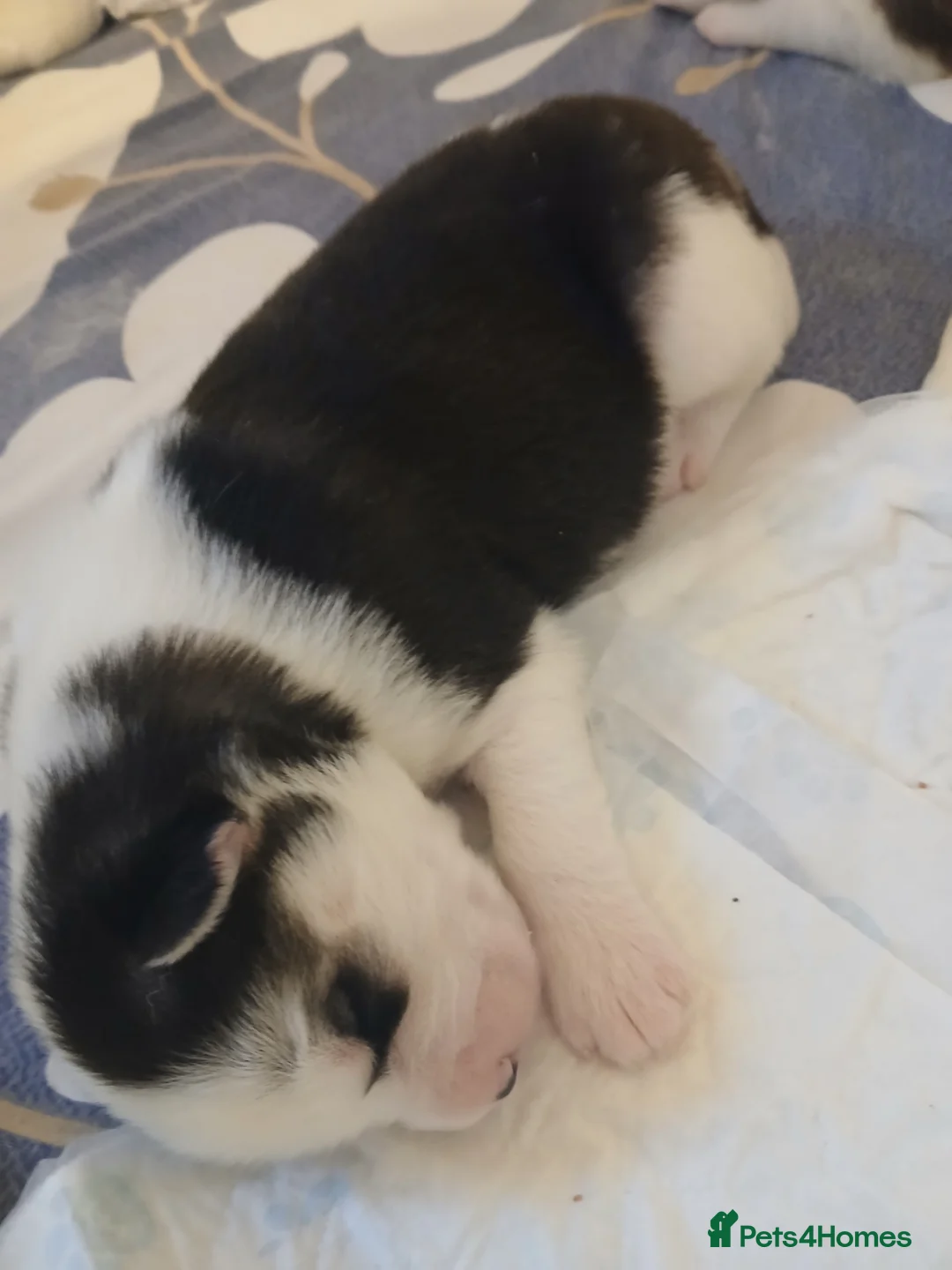 Siberian Husky dogs for sale: 1 SIB HUSKY GIRL LEFT CAN LEAVE 12/02/26 - Advert 19
