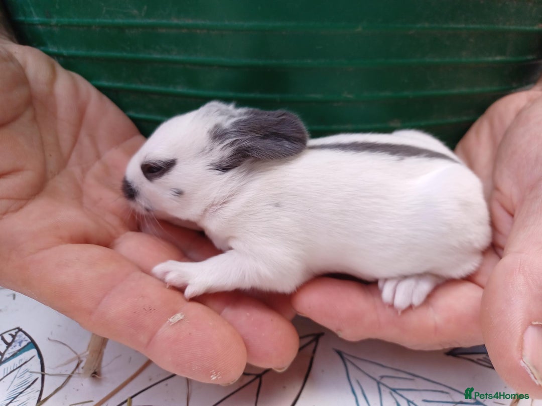 English rabbits for sale: Fully vaccinated pure English rabbits - ready now! - Advert 5
