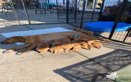 Labrador Retriever dogs for sale: Fox Red Labrador Puppies  - Image 21