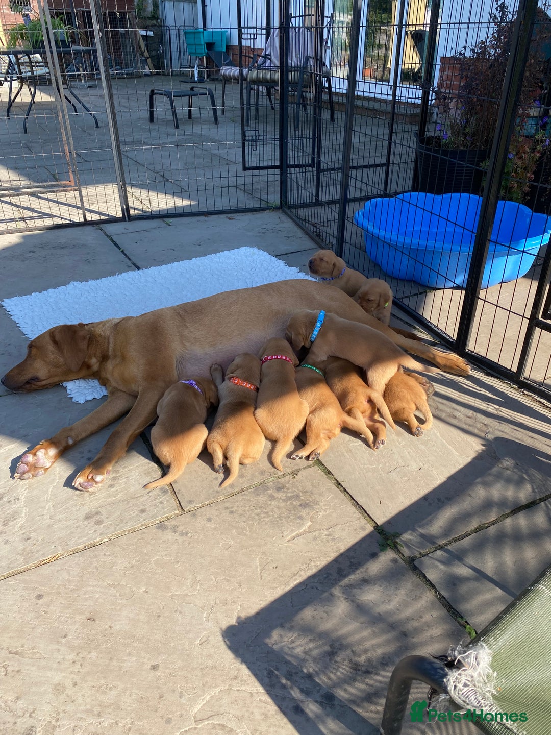 Labrador Retriever dogs for sale: Fox Red Labrador Puppies  - Image 21
