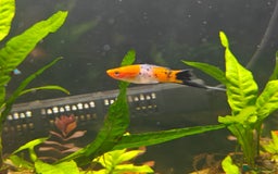 Swordtails fish for sale: Swordtails orange lyretail,kohak,tri colour  - Image 13