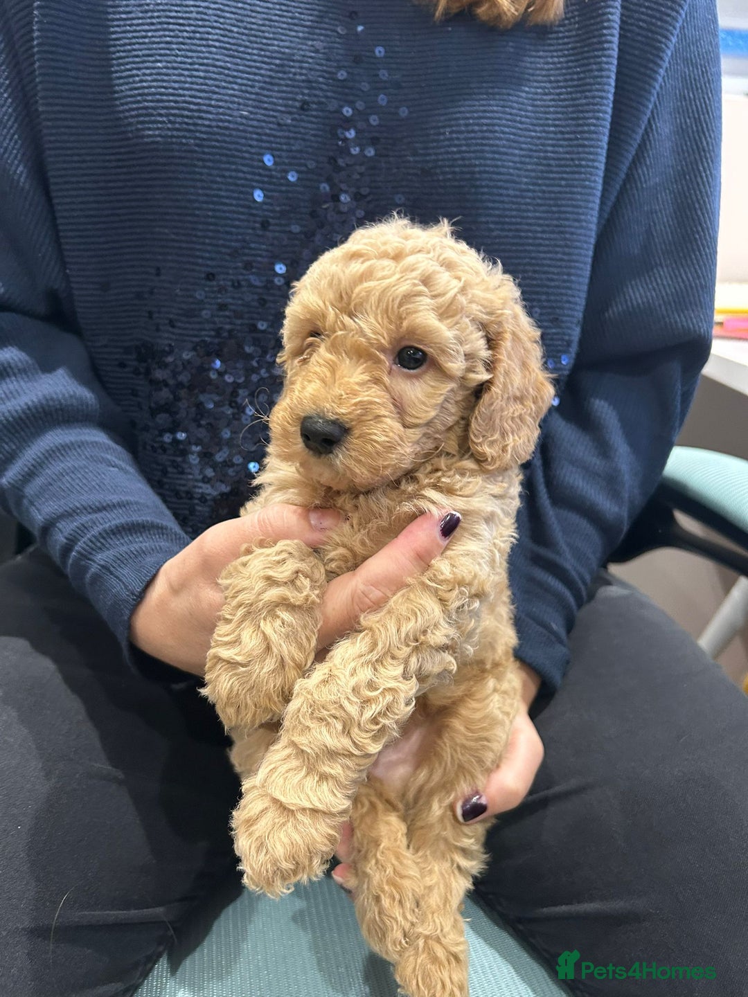 Goldendoodle dogs for sale: Mini Goldendoodles - Advert 4