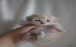 British Shorthair cats for sale: Golden Shaded Kittens WCF & TICA Registered - Image 4
