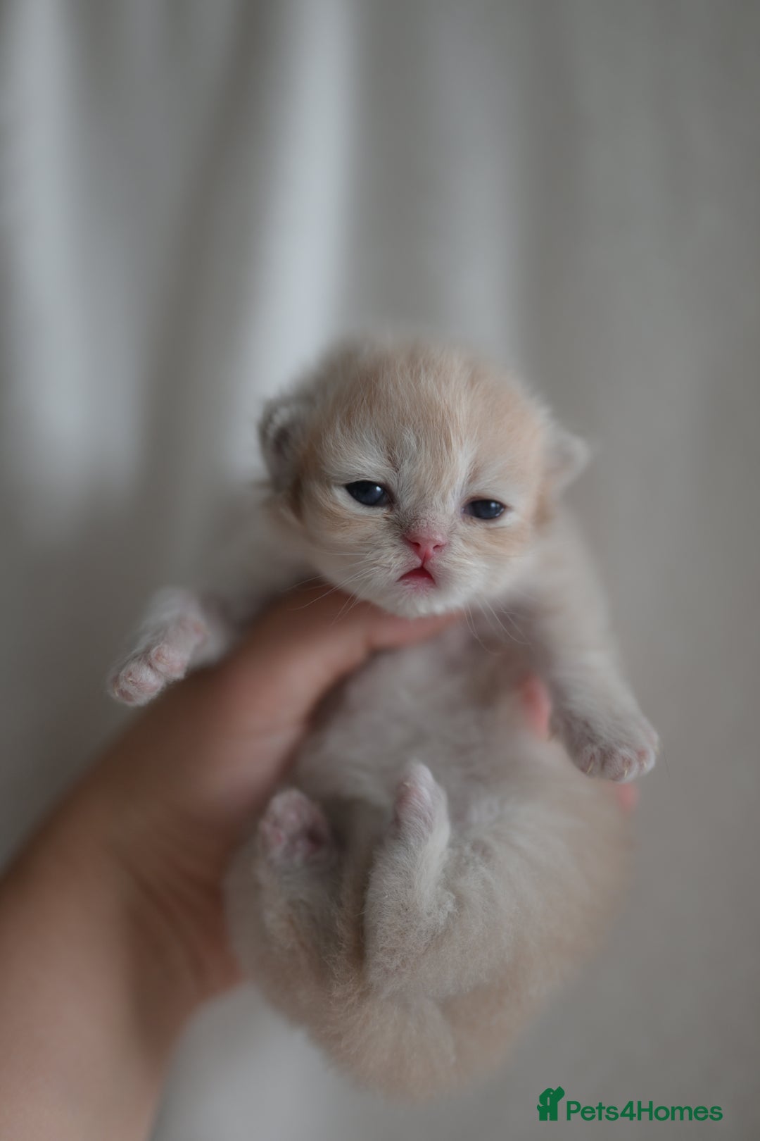 British Shorthair cats for sale: Golden Shaded Kittens WCF & TICA Registered - Image 4