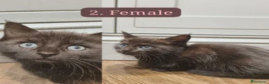 Maine Coon 2