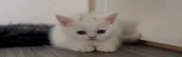 British Shorthair cats for sale: British shorthair adorable kittens ❤️ - Advert 2