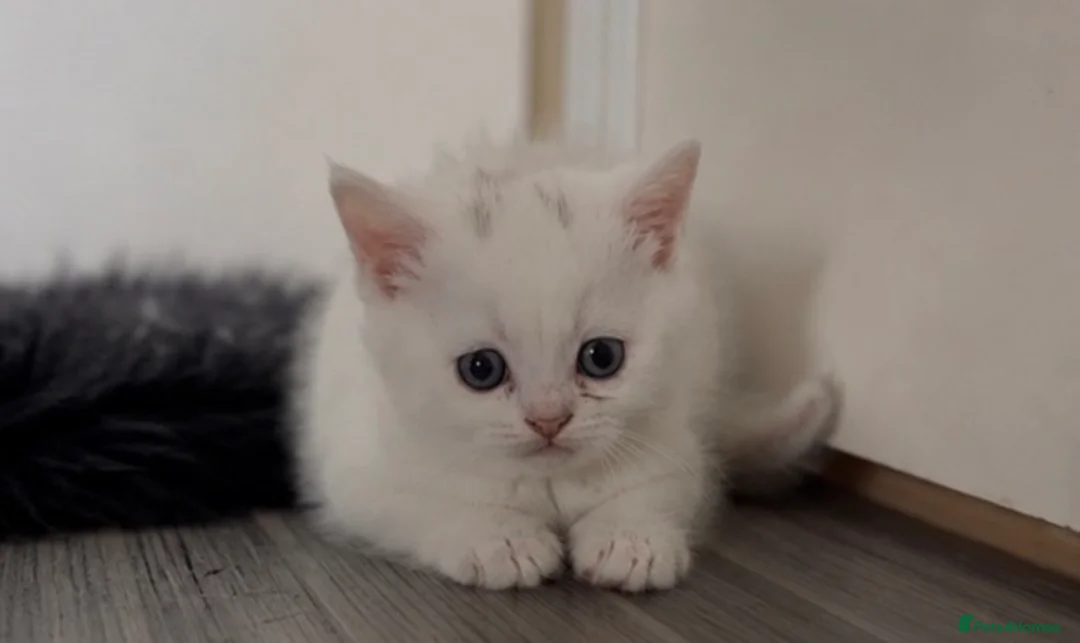British Shorthair cats for sale: British shorthair adorable kittens ❤️ - Advert 2