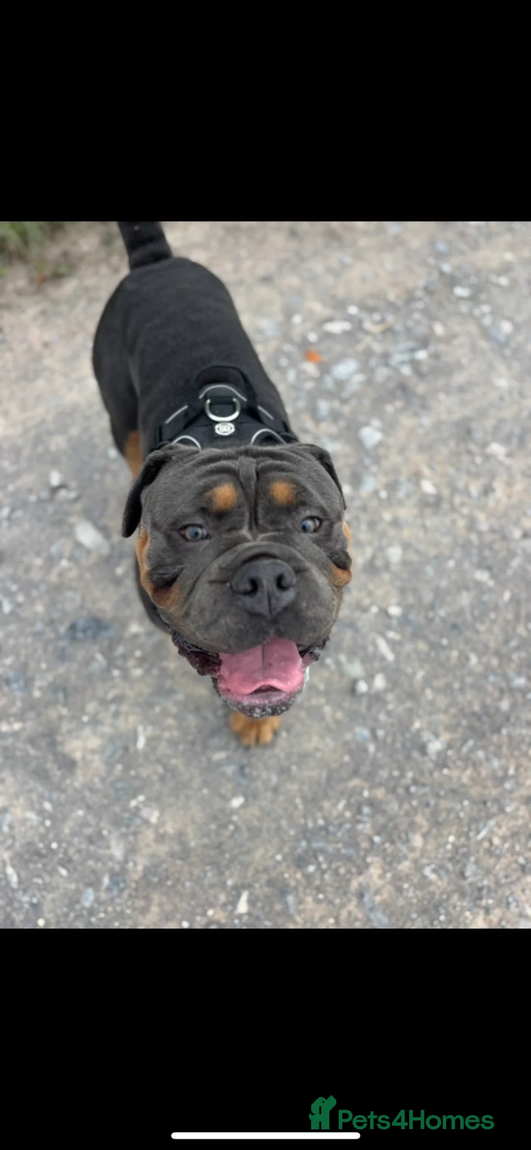 Olde English Bulldogge dogs for sale: Benny  - Advert 7