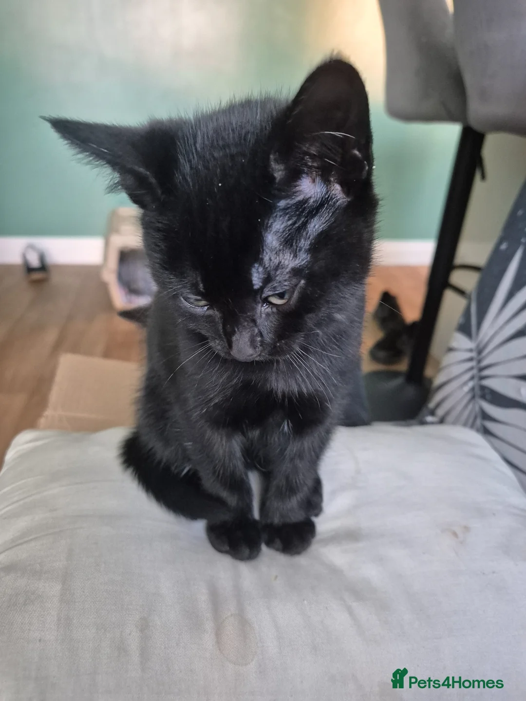 Mixed Breed cats for sale: Black kitten in Towcester - Advert 4