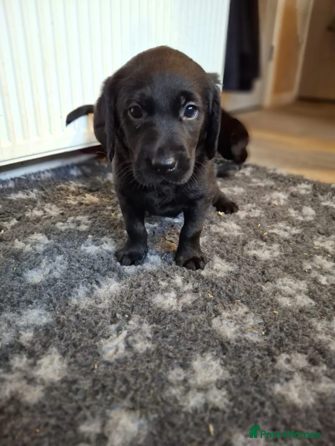 Goldador dogs for sale: ⭐ Beautiful Goldador pups from excellent breeding  - Advert 5