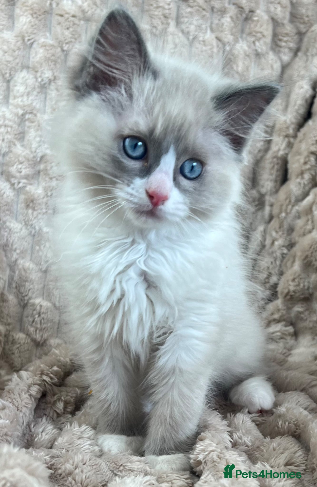 Ragdoll cats 2 Sweet Ragdoll Boys Looking for Loving Families  - Advert 2