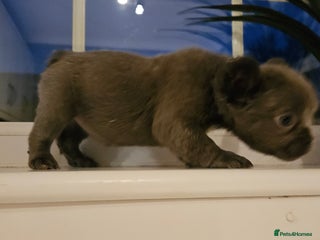 French Bulldog dogs Kc French bulldog fluffy female available - Advert 11