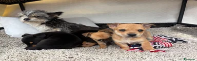 Mixed Breed 2