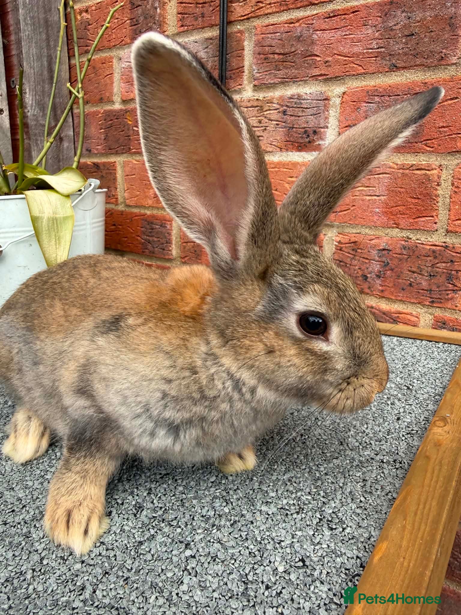 Continental Giant rabbits 🐰🐰🐰 Continental Giant Rabbits  - Advert 1