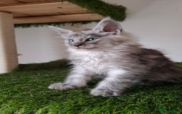 Maine Coon cats for sale: Pedigree Maine Coon kittens  - Image 9