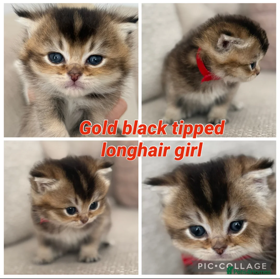 British Shorthair cats for sale: Gorgeous golden TICA long and shorthair kittens - Advert 2