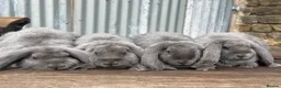 French Lop rabbits for sale: Stunning xl French lops  - Advert 4