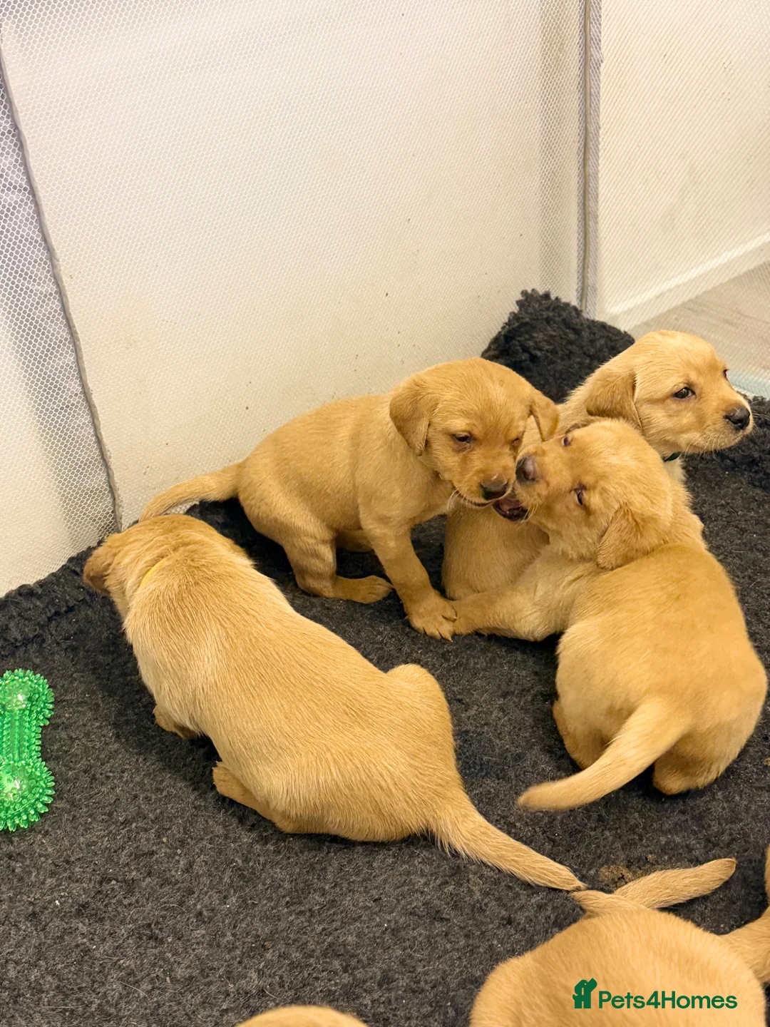 Labrador Retriever dogs for sale: Fox Red Labrador Puppies, Home Reared in Herts in Hitchin - Advert 2