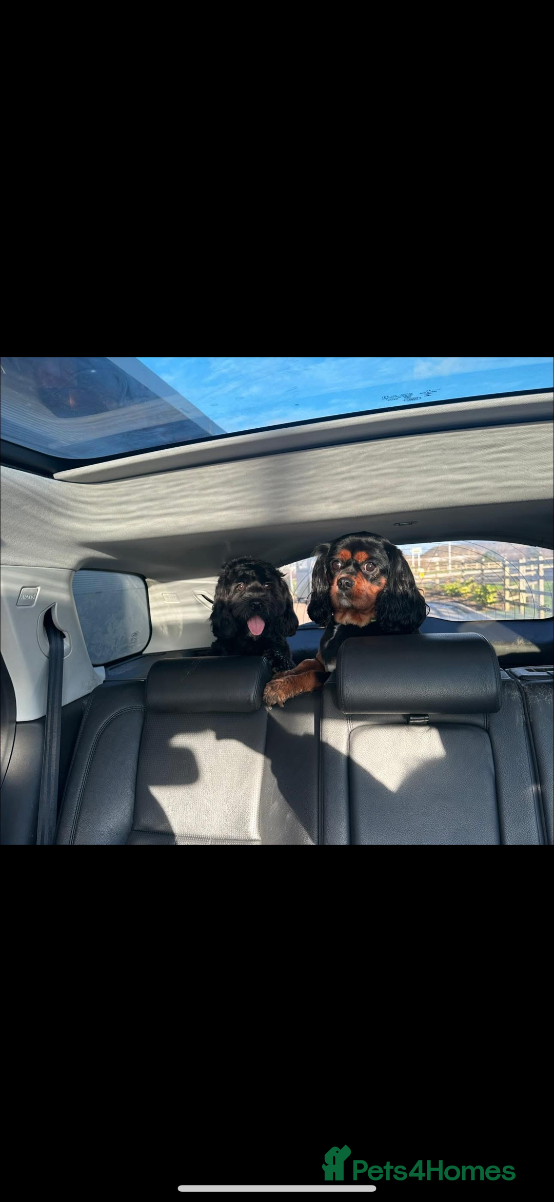Mixed Breed dogs for sale: Protective and loyal when trust earned - Image 9