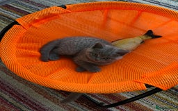British Shorthair cats for sale: 4 Gorgeous chunky British shorthair kittens  - Image 10