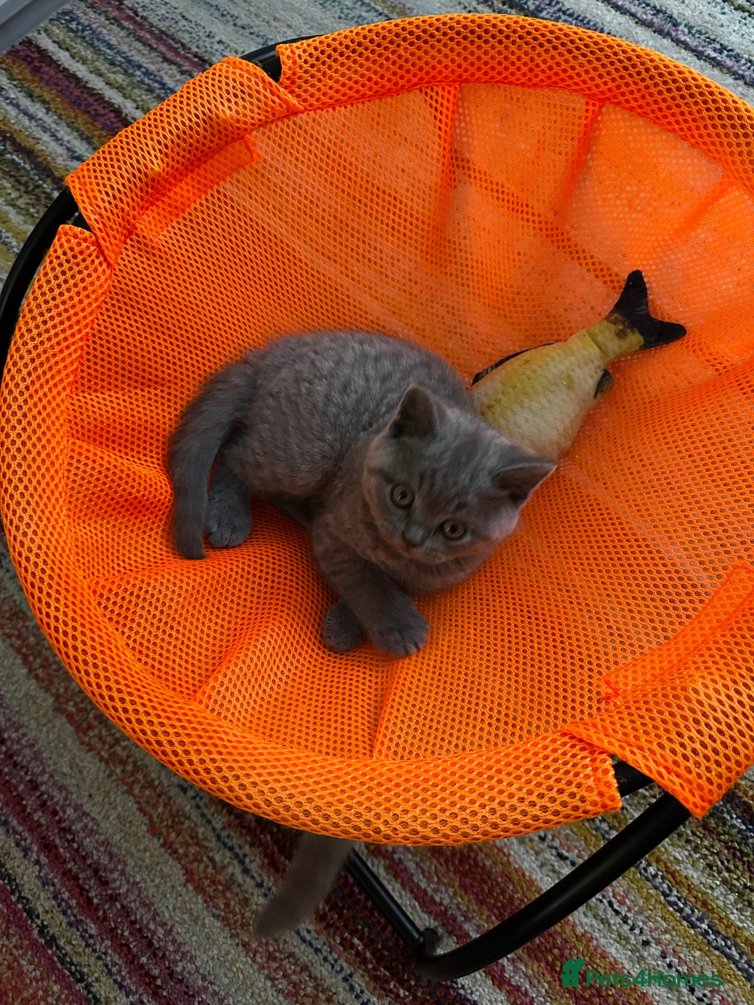 British Shorthair cats for sale: 4 Gorgeous chunky British shorthair kittens  - Image 10