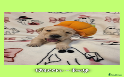 Goldador dogs for sale: Goldador puppies - Image 11