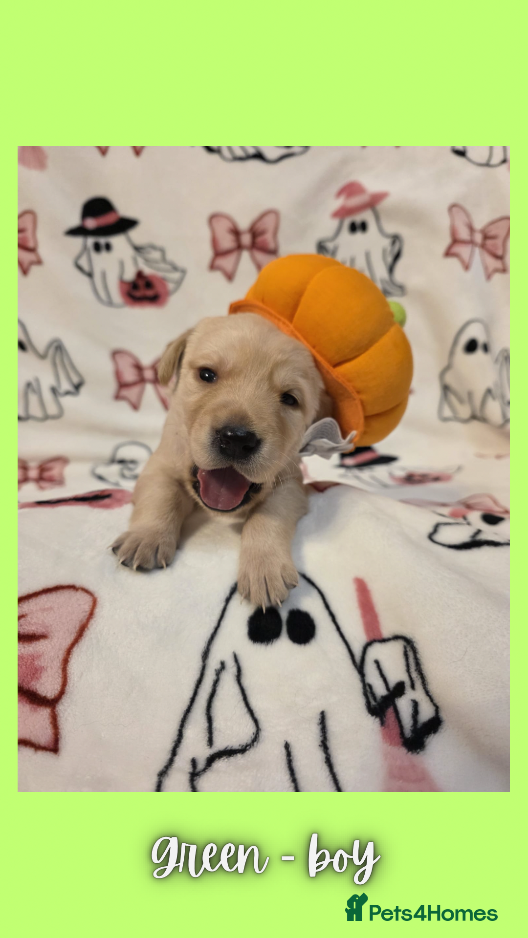 Goldador dogs for sale: Goldador puppies - Image 11