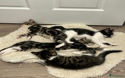 British Shorthair cats for sale: Beautiful tabby/Maine come kittens available  - Image 4