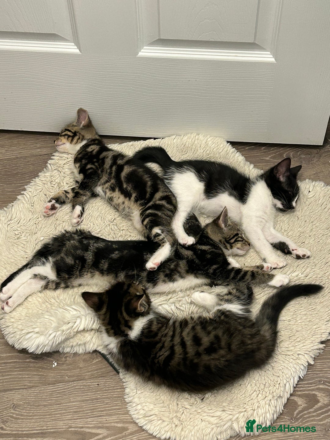 British Shorthair cats for sale: Beautiful tabby/Maine come kittens available  - Image 4