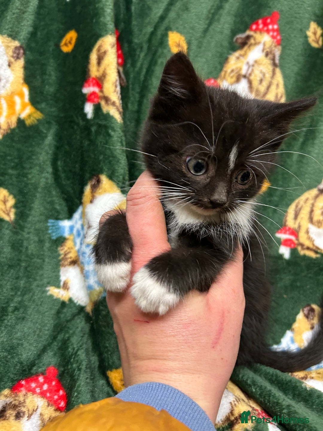 Mixed Breed cats for sale: Beautiful Healthy Kittens Ready now  - Advert 7